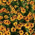 Helenium 'Flamenco'