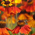 Helenium Sahins early Flowerer