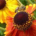 Helenium x cult. 'Sahin's Early Flowerer', Helenium x cult. 'Sahin's Early Flowerer'