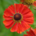 Helenium x cultivars 'Baudirektor Linne'