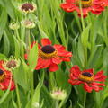 Helenium x cultivars 'Kupferzwerg'