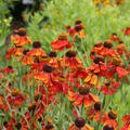 Helenium x cultivars 'Moerheim Beauty'