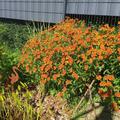 Helenium x cultivars 'Moerheim Beauty', orange, Staude Sonnenbraut, Prriepflanze