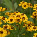 Helenium x cultorum 'Goldrausch'