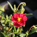 Helianthemum x cultivars 'Blutstrpfchen'