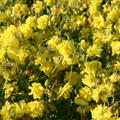 Helianthemum x cultivars 'Gelbe Perle'