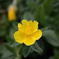 Helianthemum x cultivars 'Sterntaler'