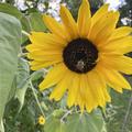 Sonnenblume 'Henry Wilde', Helianthus annuus 'Henry Wilde', Hummeln lieben sie