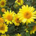 Helianthus decapetalus 'Meteor'