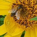 Helianthus decapetalus 'Meteor', Helianthus decapetalus 'Meteor'