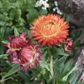 Helichrysum bracteatum, Strohblumen gefllt, Der nachhaltigste Blumenstrau und ein  Sommergru fr den Winter.. robust und pflegeleicht in der Kultur, getrocknet fr Monate ein kleines Wunder in der Vase!