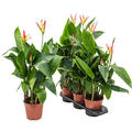 Heliconia 'Hawaii', Gelb, im 17cm Topf, Hhe 60cm, Breite 30cm