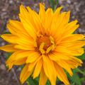 Heliopsis helianthoides scabra 'Spitzentnzerin'