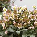 Helleborus x eric. 'Angel Glow' - R -