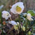 Helleborus niger, Helleborus niger