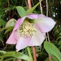 Helleborus x eric. 'Angel Glow' - R -, Helleborus x eric. 'Angel Glow' - R -