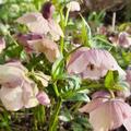 Helleborus x orientalis 'Red Hybrids', Helleborus x orient. 'Red Hybrids'