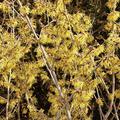 Zaubernuss, Hamamelis intermedia 'Primavera'