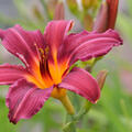 Hemerocallis x cultorum 'Prophet'