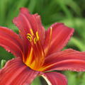 Hemerocallis x cultorum 'Crimsons Pirate' 