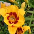 Hemerocallis x cultorum 'Fooled Me'