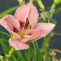 Hemerocallis x cultorum 'I see you'