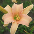 Hemerocallis x cultorum 'Luxury Lace'