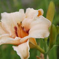 Hemerocallis x cultorum 'Lynn Hall'