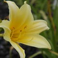 Hemerocallis x cult. 'Shooting Star'