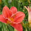 Hemerocallis x cultorum 'South Seas' 