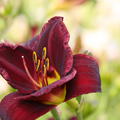 Hemerocallis x cultorum 'Starling'