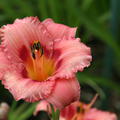 Hemerocallis x cultorum 'Strawberry Candy' 