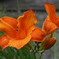 Hemerocallis x cult. 'Mauna Loa'