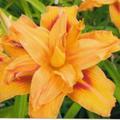 Hemerocallis fulva 'Kwanso'