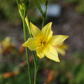 Hemerocallis lilioasphodelus (-flava)