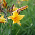 Hemerocallis thunbergii