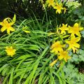 Hemerocallis x cult. 'Shooting Star', Hemerocallis x cult. 'Shooting Star'