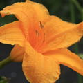 Hemerocallis x cultorum 'Aten' 