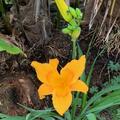 Hemerocallis x cultorum 'Aten', Hemerocallis x cult. 'Aten'