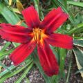 Hemerocallis x cultorum 'Crimsons Pirate' , Hemerocallis x cultorum 