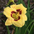 Hemerocallis x cultorum 'El Desperado'