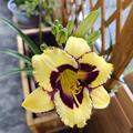 Hemerocallis x cultorum 'El Desperado', Hemerocallis x cultorum 'El Desperado'