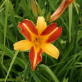 Hemerocallis x cultorum 'Frans Hals'