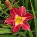 Hemerocallis x cultorum 'Kokeshi'