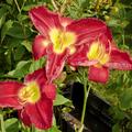 Hemerocallis x cultorum 'Kokeshi', Hemerocallis x cultorum 'Kokeshi'