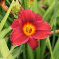 Hemerocallis x cultorum 'Little Joy'