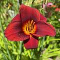 Hemerocallis x cultorum 'Little Joy', Hemerocallis x cultorum 'Little Joy'