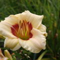 Hemerocallis x cultorum 'Pandora's Box'