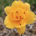 Hemerocallis x cultorum 'Saucy Lady'