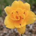 Hemerocallis x cultorum 'Saucy Lady'